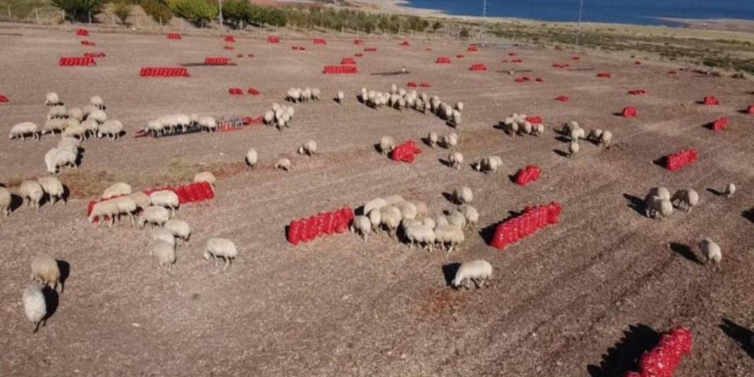 İmece usulü hasat ediyor, işçi maliyeti ve zamandan tasarruf sağlıyorlar! Mor ve sarı renkte oluyor, 7-8 liraya alıcı buluyor 1